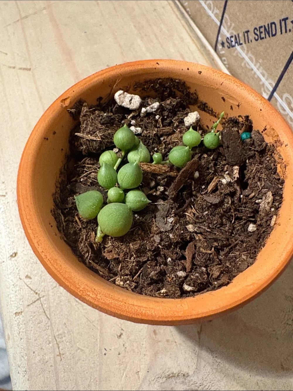 String of Pearls live starter plant.